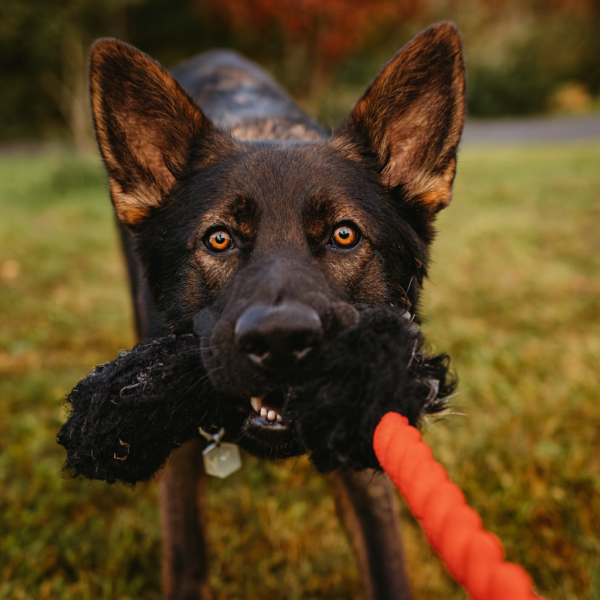 Strong Polyester Interactive Dog Tug Toy